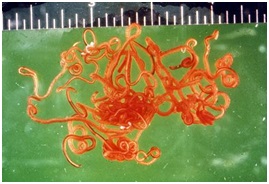 תולעת הפארק